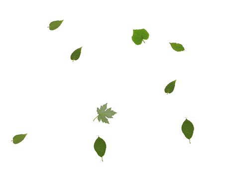 animated leaves falling gif|leaves falling gif transparent.